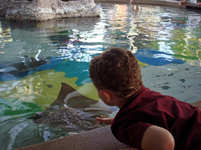 DSC01422025.jpg - Petting a Sting Ray