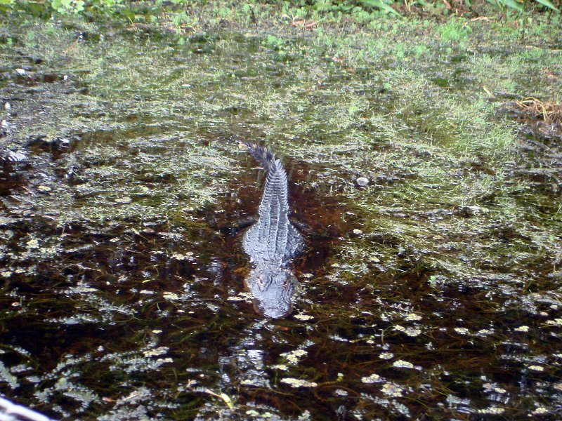 DSC01447031.jpg - Alligator!