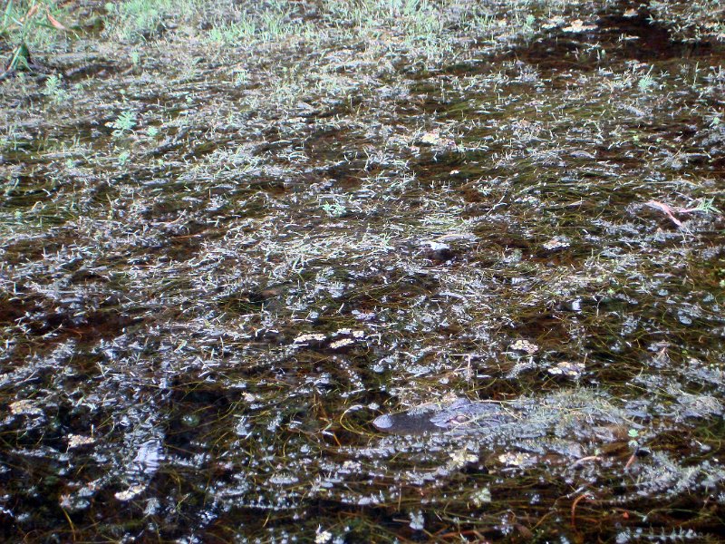 DSC01450034.jpg - Find the Gator