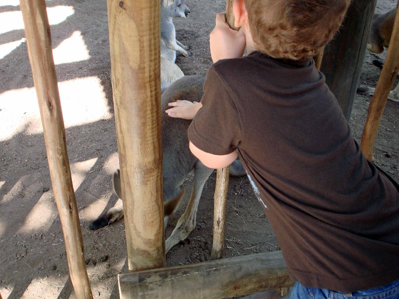 DSC01497053.jpg - Petting a Kangaroo