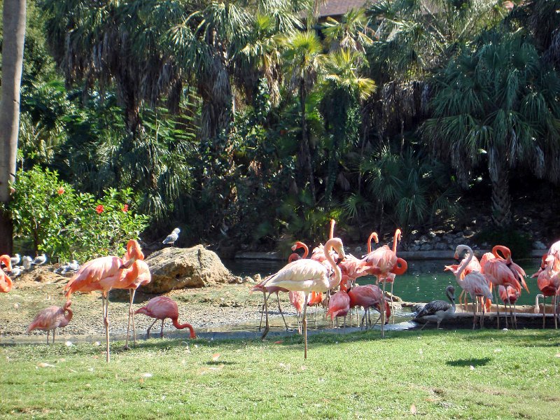 DSC01508055.jpg - Flamingos