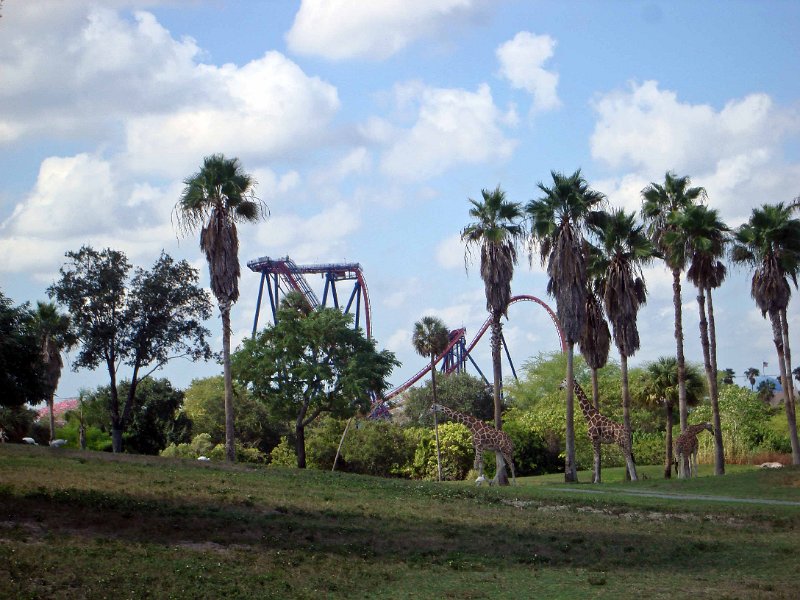 DSC01523060.jpg - A Giraffe and a Roller Coaster in the Background That Momma Rode
